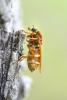 Coenomyia ferruginea